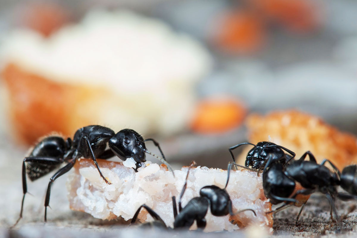 Ants Control Services in Macarthur