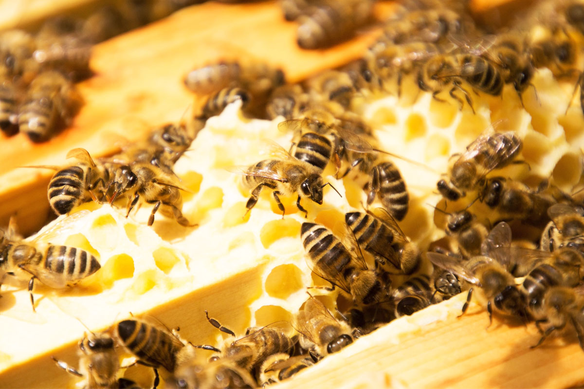 Bee Control Services