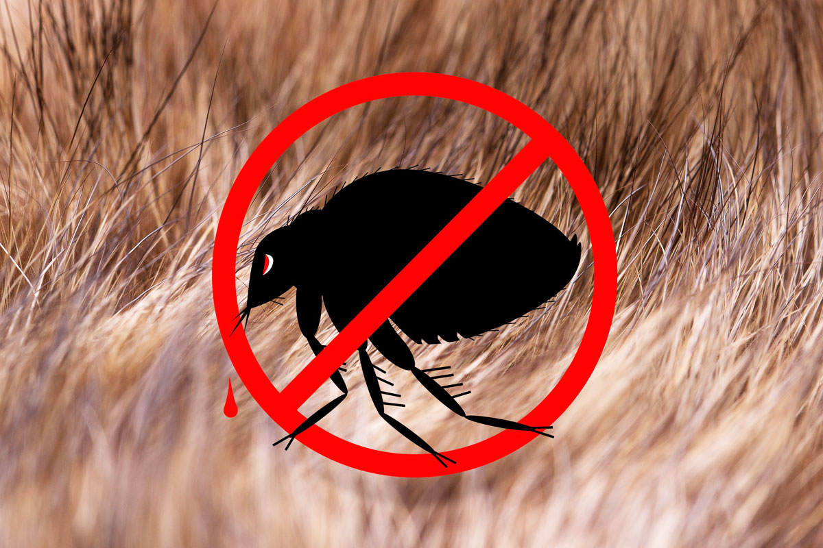 Flea Control Services