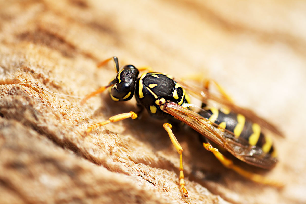 Wasp Control Services